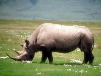 Індійські носороги (rhinoceros) індійські носороги, поширення зовнішній вигляд маса забарвлення ріг (rhinoceros) Індійські носороги (rhinoceros) індійські носороги, поширення зовнішній вигляд маса забарвлення ріг