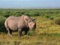 Індійські носороги (rhinoceros) індійські носороги, поширення зовнішній вигляд маса забарвлення ріг (носороги) Індійські носороги (rhinoceros) індійські носороги, поширення зовнішній вигляд маса забарвлення ріг