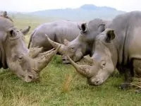 Індійські носороги (rhinoceros) індійські носороги, поширення зовнішній вигляд маса забарвлення ріг (виду яванських носорогів) Індійські носороги (rhinoceros) індійські носороги, поширення зовнішній вигляд маса забарвлення ріг