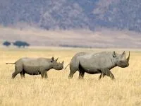 Індійські носороги (rhinoceros) індійські носороги, поширення зовнішній вигляд маса забарвлення ріг (роду індійських носорогів) Індійські носороги (rhinoceros) індійські носороги, поширення зовнішній вигляд маса забарвлення ріг