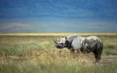 Індійські носороги (rhinoceros) індійські носороги, поширення зовнішній вигляд маса забарвлення ріг (роду індійських носорогів) Індійські носороги (rhinoceros) індійські носороги, поширення зовнішній вигляд маса забарвлення ріг