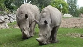 Індійські носороги (rhinoceros) індійські носороги, поширення зовнішній вигляд маса забарвлення ріг (виду яванських носорогів) Індійські носороги (rhinoceros) індійські носороги, поширення зовнішній вигляд маса забарвлення ріг