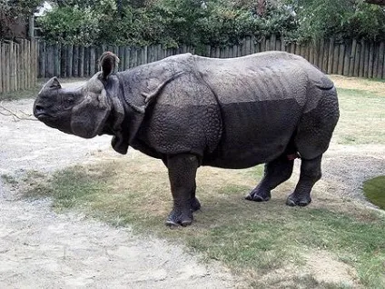 Індійські носороги (rhinoceros) індійські носороги, поширення зовнішній вигляд маса забарвлення ріг (носороги) Індійські носороги (rhinoceros) індійські носороги, поширення зовнішній вигляд маса забарвлення ріг