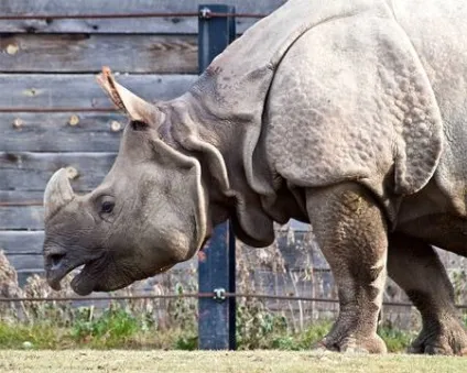 Індійські носороги (rhinoceros) індійські носороги, поширення зовнішній вигляд маса забарвлення ріг (rhinoceros) Індійські носороги (rhinoceros) індійські носороги, поширення зовнішній вигляд маса забарвлення ріг