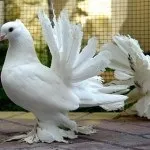 Як доглядати за голубами, дізнайся як