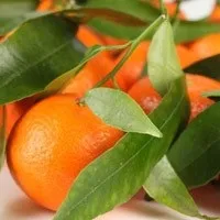 Як вибрати мандарини користь і корисні властивості мандаринів (вибрати) Як вибрати мандарини користь і корисні властивості мандаринів