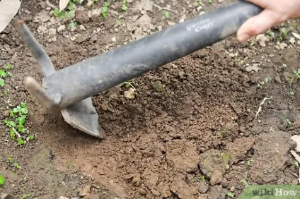 Як доглядати за соняшниками