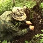 Як виростити женьшень в домашніх умовах - поради рекомендації (виростити) Як виростити женьшень в домашніх умовах - поради рекомендації