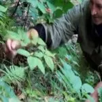 Як виростити женьшень в домашніх умовах - поради рекомендації (женьшень) Як виростити женьшень в домашніх умовах - поради рекомендації