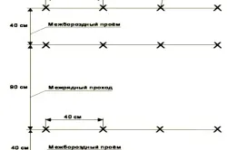 Як виростити огірки під плівкою і що для цього потрібно (цього) Як виростити огірки під плівкою і що для цього потрібно