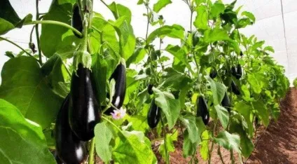 Як виростити баклажани в теплиці і в городі умови культивування та агротехніка (як виростити баклажани вирощувати) Як виростити баклажани в теплиці і в городі умови культивування та агротехніка