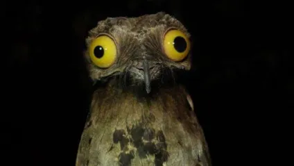 Як виглядають найсмішніші фотографії конкурсу comedy wildlife photography awards цього року (awards) Як виглядають найсмішніші фотографії конкурсу comedy wildlife photography awards цього року