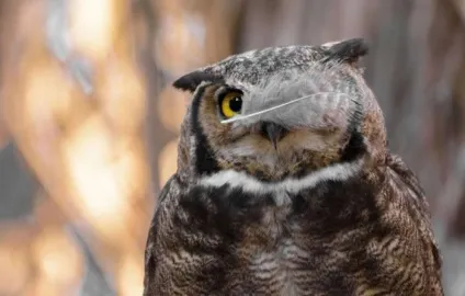 Як виглядають найсмішніші фотографії конкурсу comedy wildlife photography awards цього року (awards) Як виглядають найсмішніші фотографії конкурсу comedy wildlife photography awards цього року