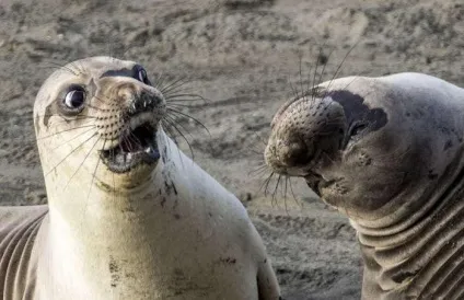 Як виглядають найсмішніші фотографії конкурсу comedy wildlife photography awards цього року (awards) Як виглядають найсмішніші фотографії конкурсу comedy wildlife photography awards цього року