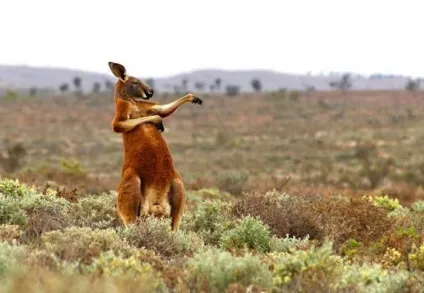 Як виглядають найсмішніші фотографії конкурсу comedy wildlife photography awards цього року (awards) Як виглядають найсмішніші фотографії конкурсу comedy wildlife photography awards цього року