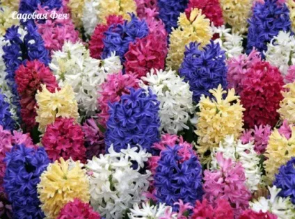 Як виростити гіацинт в домашніх умовах - все про квіти і садівництві