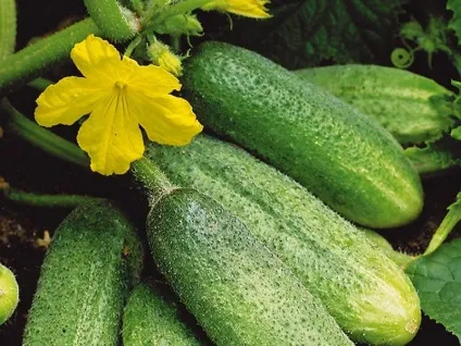 Як виростити огірки під плівкою і що для цього потрібно (огірки) Як виростити огірки під плівкою і що для цього потрібно