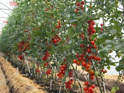 Як виростити помідори в теплиці з полікарбонату (виростити) Як виростити помідори в теплиці з полікарбонату