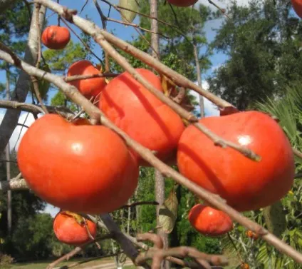 Як вибрати хурму правильно