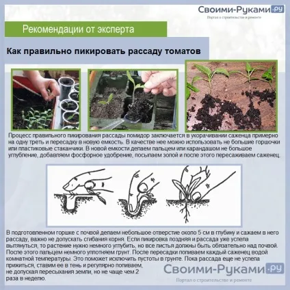 Як виростити помідори в теплиці з полікарбонату (теплиці) Як виростити помідори в теплиці з полікарбонату