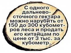 Як крадуть український ліс