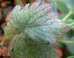 Як захистити ягідні культури від павутинного кліща - agroxxi (павутинного) Як захистити ягідні культури від павутинного кліща - agroxxi