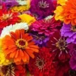 Календула вирощування з насіння, коли садити (насіння) Календула вирощування з насіння, коли садити