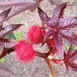Календула вирощування з насіння, коли садити (календула) Календула вирощування з насіння, коли садити