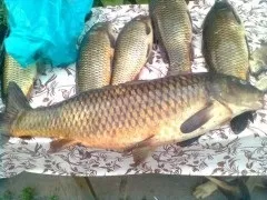 Карпови секрети
