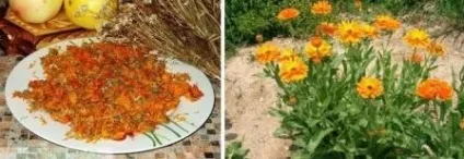 Календула вирощування з насіння, коли садити (насіння) Календула вирощування з насіння, коли садити
