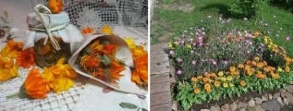 Календула вирощування з насіння, коли садити (календула) Календула вирощування з насіння, коли садити