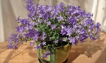Кампанула махрова догляд