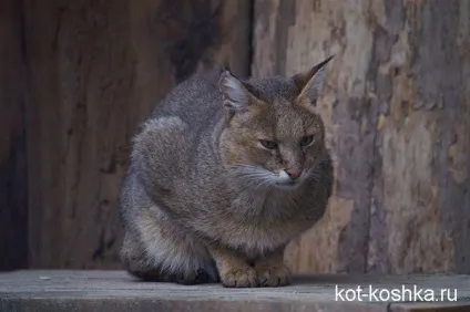Очеретяний кіт - хаус опис породи, покупка очеретяного кошеня (опис породи) Очеретяний кіт - хаус опис породи, покупка очеретяного кошеня