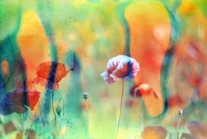 Як живеться в раю · lomography (будь-якому іншому місці) Як живеться в раю · lomography