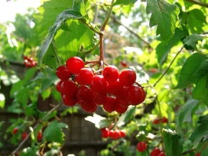 Калина, все своїми руками