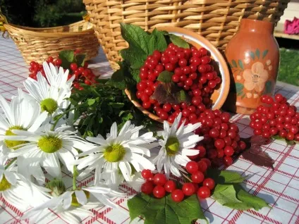 Калина, все своїми руками