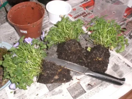 Кампанула специфіка догляду в домашніх умовах (умовах) Кампанула специфіка догляду в домашніх умовах