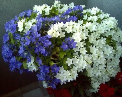 Кампанула специфіка догляду в домашніх умовах (умовах) Кампанула специфіка догляду в домашніх умовах