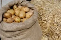 Картопля під сіном посадка і як вирощувати, переваги і недоліки, відгуки (посадка) Картопля під сіном посадка і як вирощувати, переваги і недоліки, відгуки