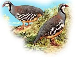 Кеклик, кам'яна куріпка (alectoris chukar graeca) куріпка кам'яна, ареал існування (alectoris) Кеклик, кам'яна куріпка (alectoris chukar graeca) куріпка кам'яна, ареал існування