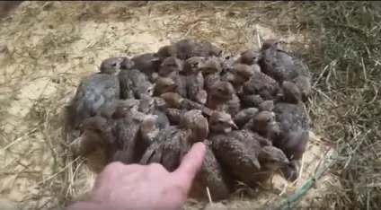 Кеклики розведення в домашніх умовах (кеклики) Кеклики розведення в домашніх умовах