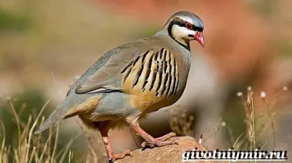 кеклик птах