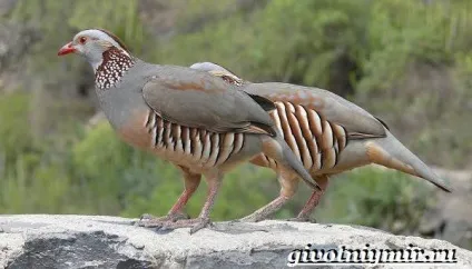 кеклик птах