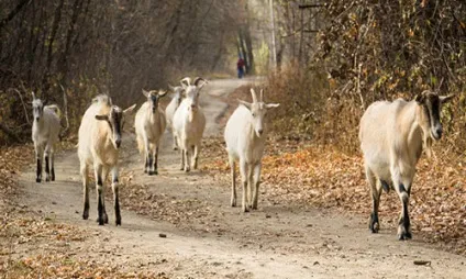 До чого сниться коза, сонник козу бачити уві сні що означає (сниться) До чого сниться коза, сонник козу бачити уві сні що означає