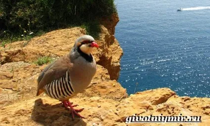 кеклик птах