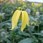 Клематис тангутський радар любові вирощування з насіння, кімнатні квіти (клематис) Клематис тангутський радар любові вирощування з насіння, кімнатні квіти