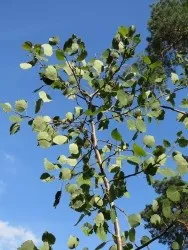 Коли збирати кору осики