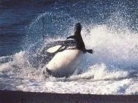 Кити, кит (cetacea), море, життя китів, запліднення, пологи, дитинча, мама кит, шкіра китенка, (cetacea) Кити, кит (cetacea), море, життя китів, запліднення, пологи, дитинча, мама кит, шкіра китенка,