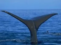 Кити, кит (cetacea), море, життя китів, запліднення, пологи, дитинча, мама кит, шкіра китенка, (китів) Кити, кит (cetacea), море, життя китів, запліднення, пологи, дитинча, мама кит, шкіра китенка,