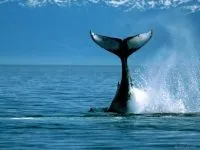 Кити, кит (cetacea), море, життя китів, запліднення, пологи, дитинча, мама кит, шкіра китенка, (пологи) Кити, кит (cetacea), море, життя китів, запліднення, пологи, дитинча, мама кит, шкіра китенка,